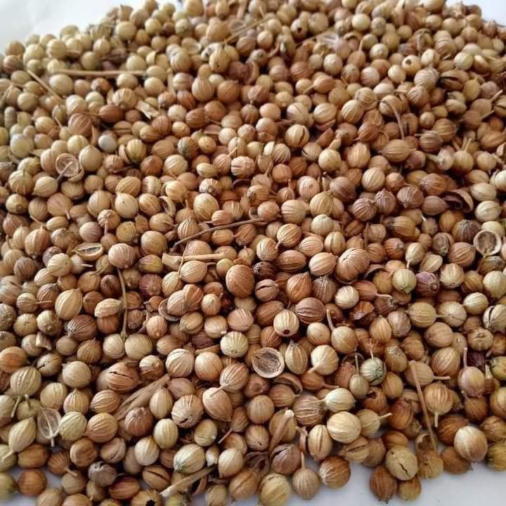 Pure Egypt